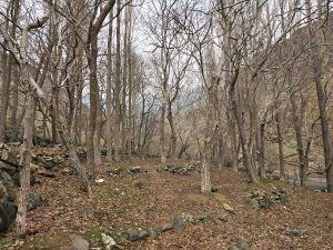 باغچه خلیل دارآباد کجاست؟ 3 باغچه خلیل