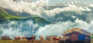 مازیچال 10 768x360 1
