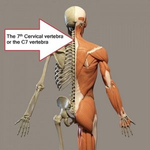 The C7th vertebra