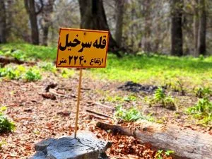 قله جنگلی سرخيل