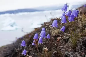 گرینلند در مدار شمالگان