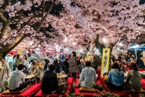 جشنواره شکوفه‌های گیلاس ژاپن