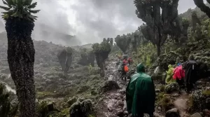 تور قله کلیمانجارو