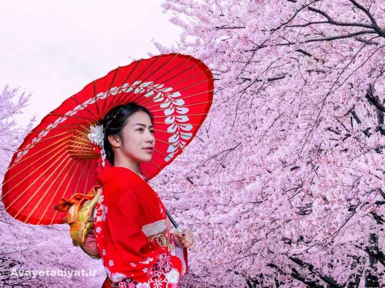 جشنواره شکوفه های گیلاس ژاپن - جشن رنگ و عطر