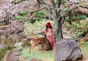 cherry blossoms best time to visit nara