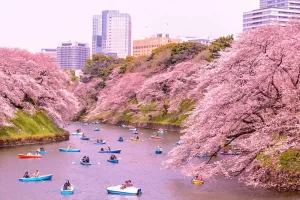 فصل شکوفه های گیلاس ژاپن