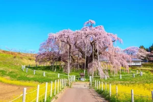 معروف ترین درخت گیلاس ژاپنی