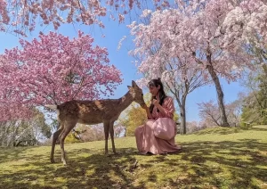 پارک نارا و شکوفه های گیلاس