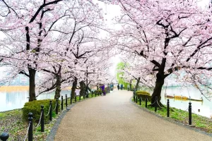 شکوفه های گیلاس ژاپن