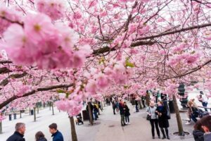 جشن شکوفه های گیلاس توکیو