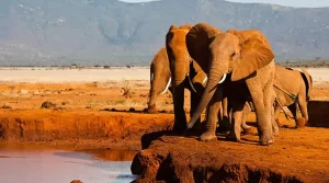 مهم ترین پارک های ملی کنیا 6 پارک ملی Tsavo East
