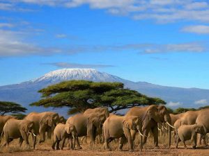 Amboseli Elephants