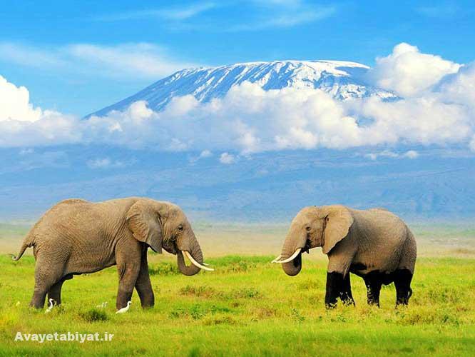 پارک های ملی کنیا