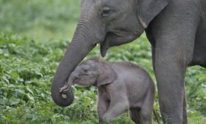 جمع شدن فیل ها در Udawalawe
