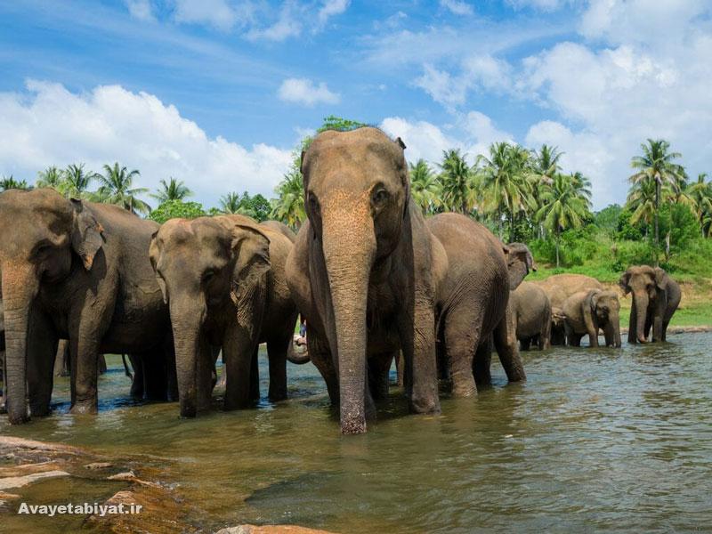 بهترین پارک های ملی حیات وحش سریلانکا