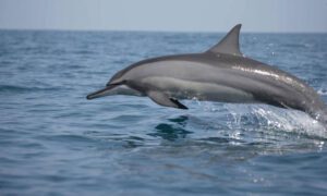 spinner dolphin c gehan de silva wijeyeratne