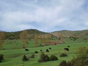در مسیر قله عباسعلی