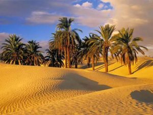 کویر زردگاه