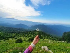 جنگل ارفع ده