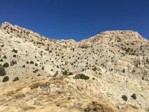 قله تشگر ؛ بام هرمزگان و یکی از قله های سیمرغی ایران 3 پوشش گیاهی قله تشگر