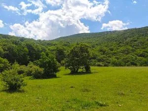 مسیر جنگلی قله گاوکول