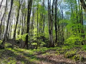 معرفی قله زینگالو ، قله جنگلی بکر و زیبا 4 قله جنگلی زینگالو