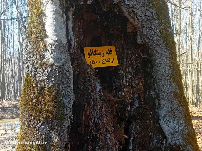 معرفی قله زینگالو ، قله جنگلی بکر و زیبا 1 قله زینگالو