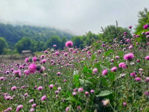 قله ترکوبه