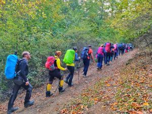 جنگل کمرپشت