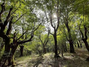 قله جنگلی نیزه کوه