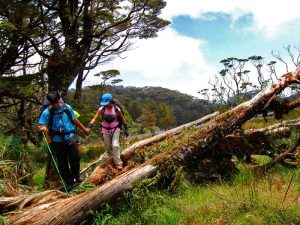 آپو فیلیپین