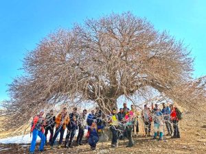 سرو 3500 ساله