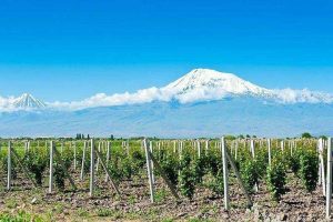 مزارع کشت انگور ارمنستان