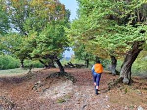 مسیر قله بنوم